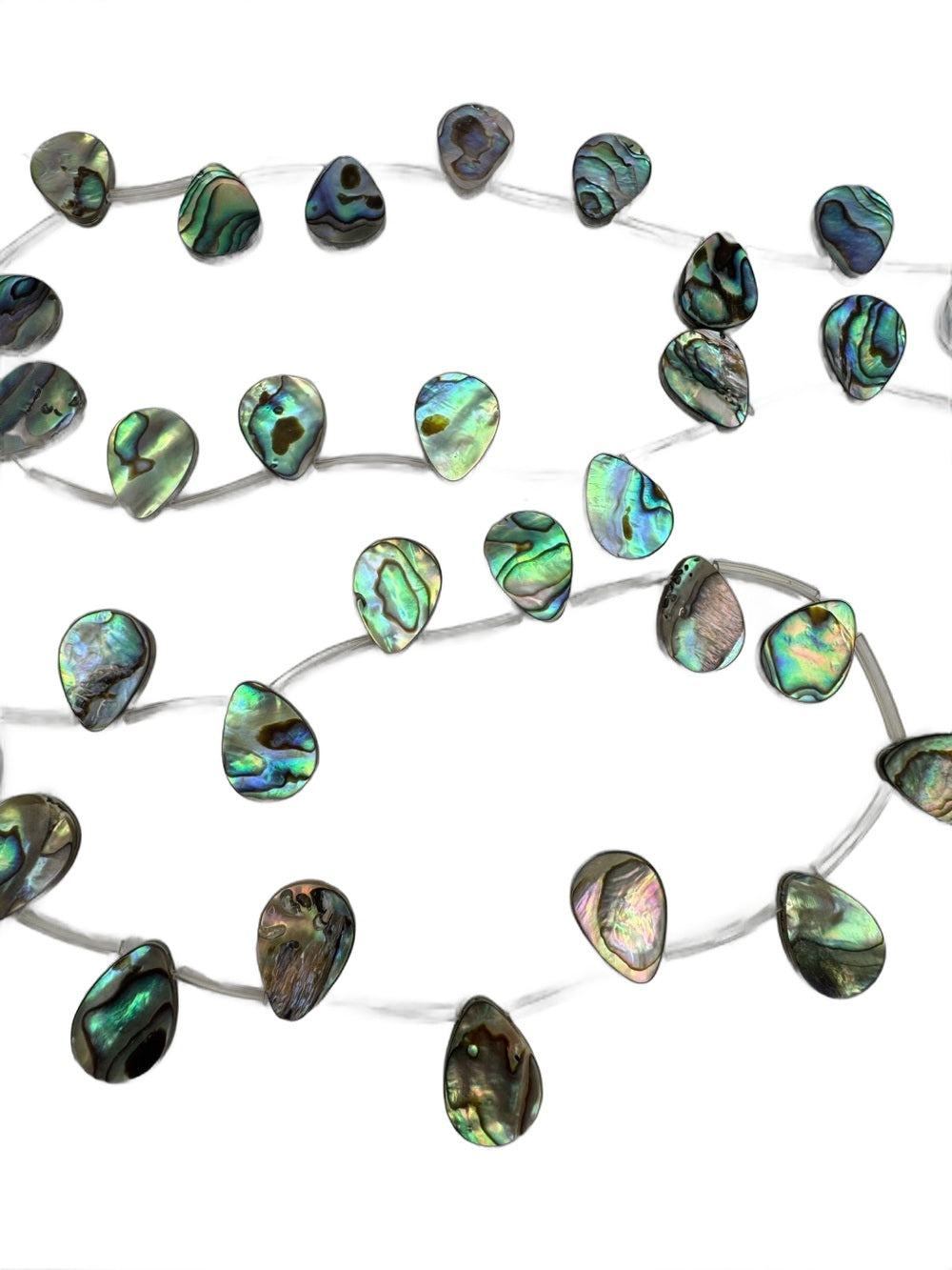Abalone teardrop shell strand on white